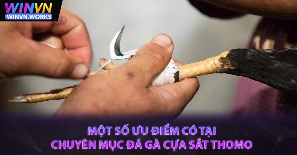 Một số ưu điểm có tại chuyên mục Đá gà cựa sắt Thomo
